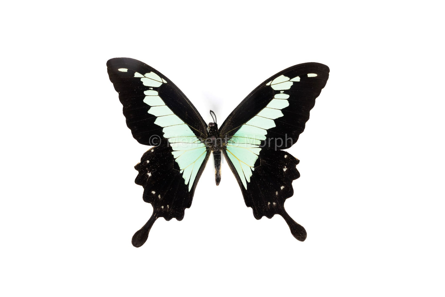 Papilio Phorcas (Folded Wings)