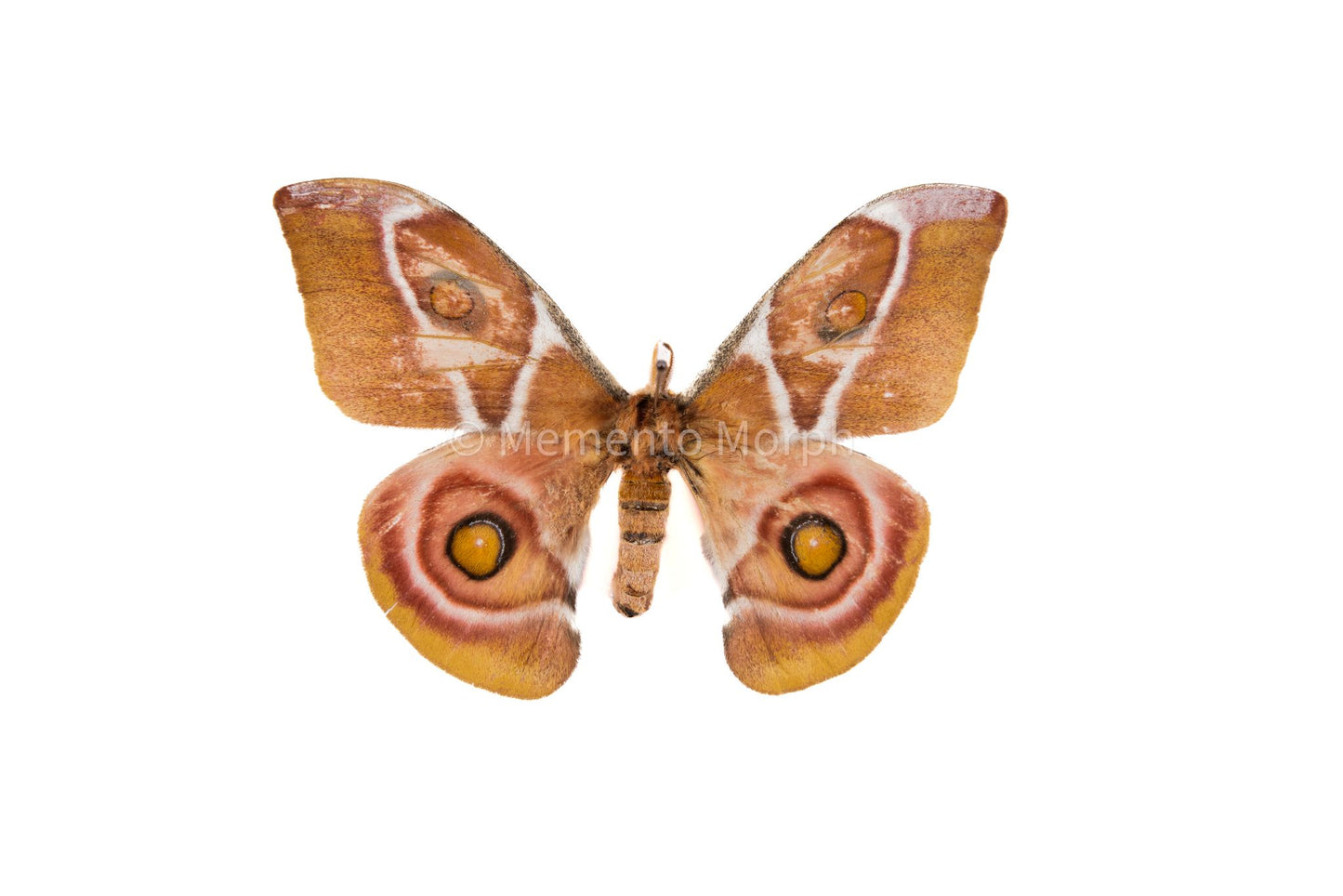 Antherina suraka Moth (Folded Wings)