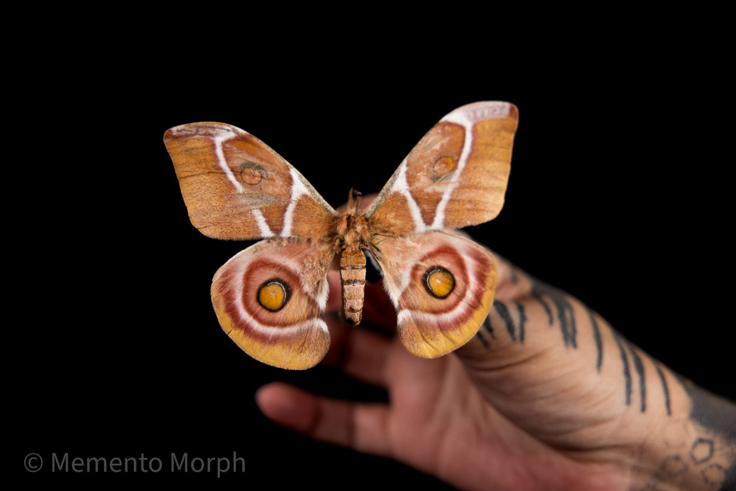 Antherina suraka Moth (Folded Wings)