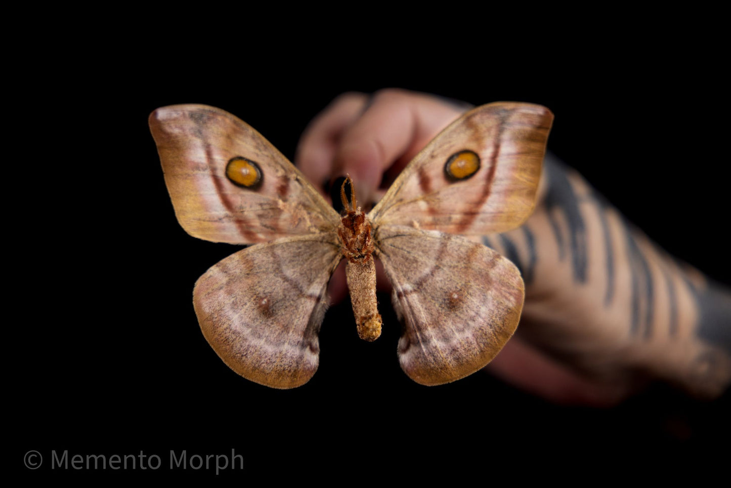 Antherina suraka Moth (Folded Wings)