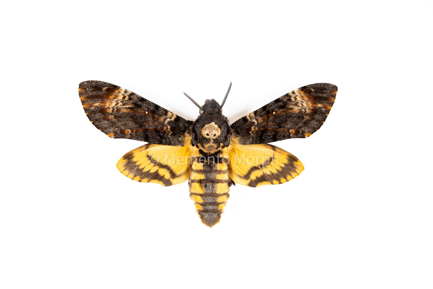 Acherontia atropos - Death’s-head Hawkmoth (Folded Wings)