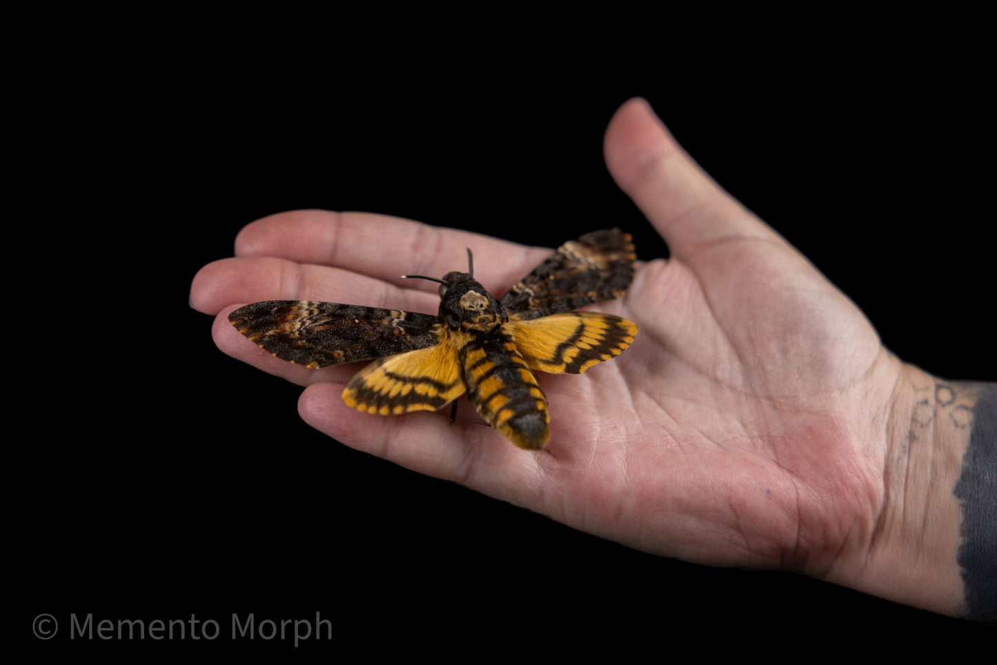 Acherontia atropos - Death’s-head Hawkmoth (Folded Wings)