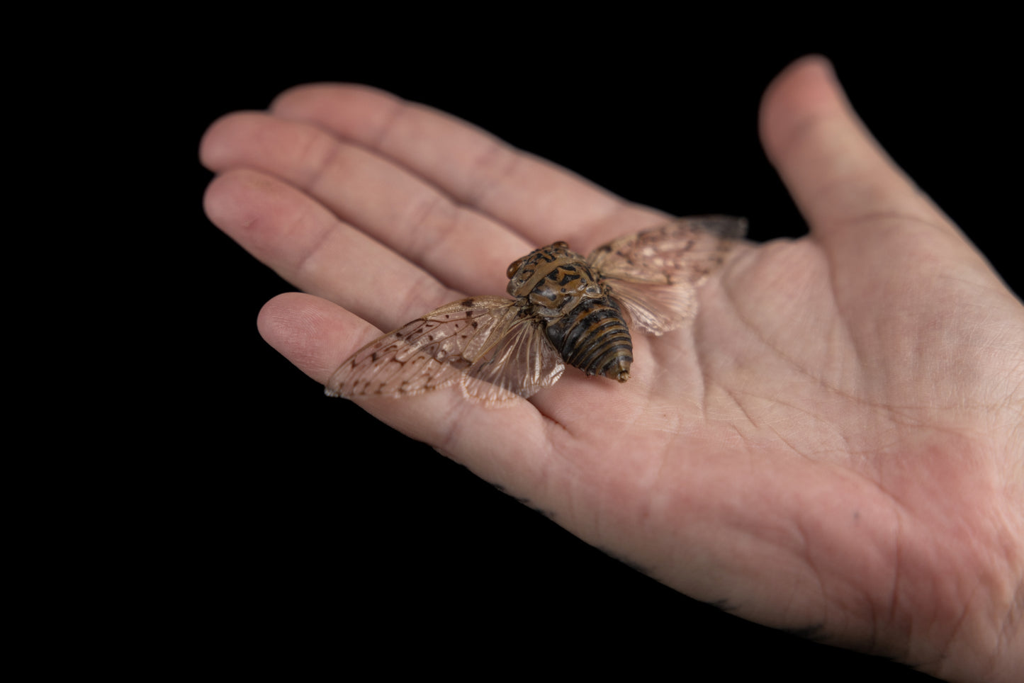 Yanga pulverea Cicada (Spread)
