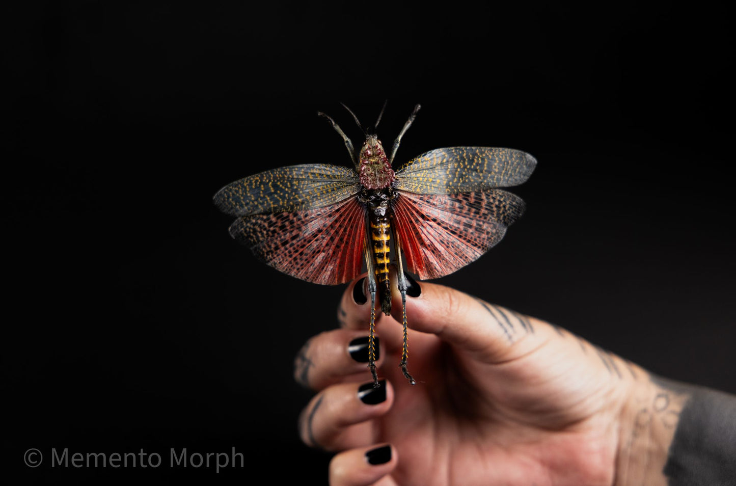 Phymateus Saxosus (Spread)