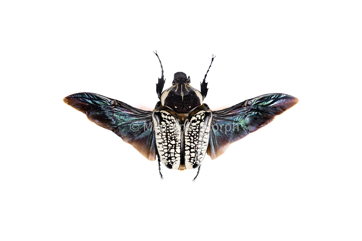 Goliathus Orientalis (Unmounted)