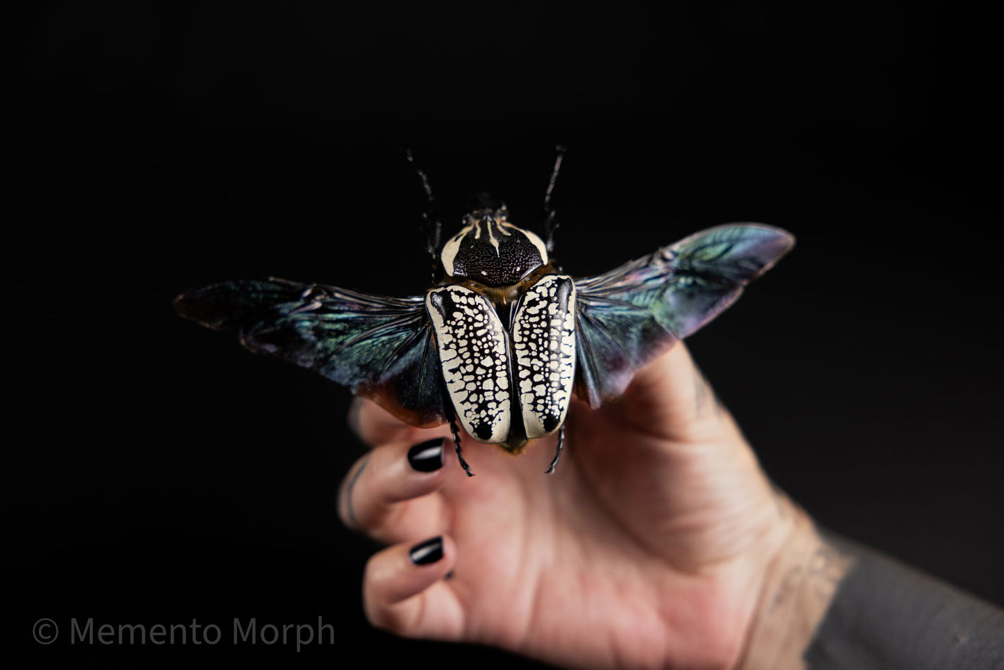 Goliathus Orientalis (Unmounted)