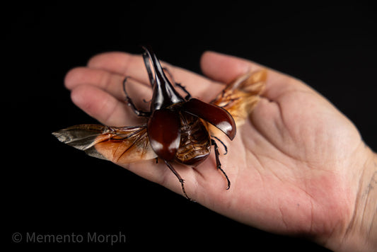 Xylotrupes Gideon (Spread)