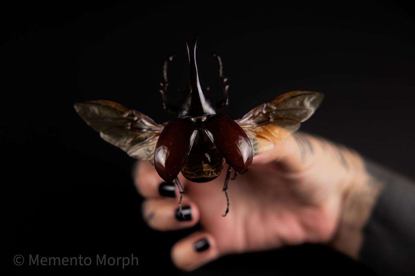 Xylotrupes Gideon (Spread)