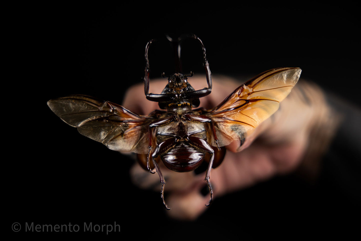 Xylotrupes Gideon (Spread)