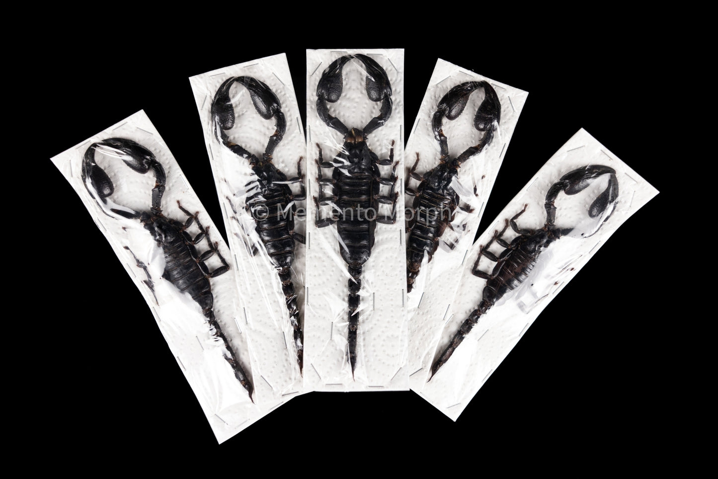 Heterometrus Laoticus (Preserved)