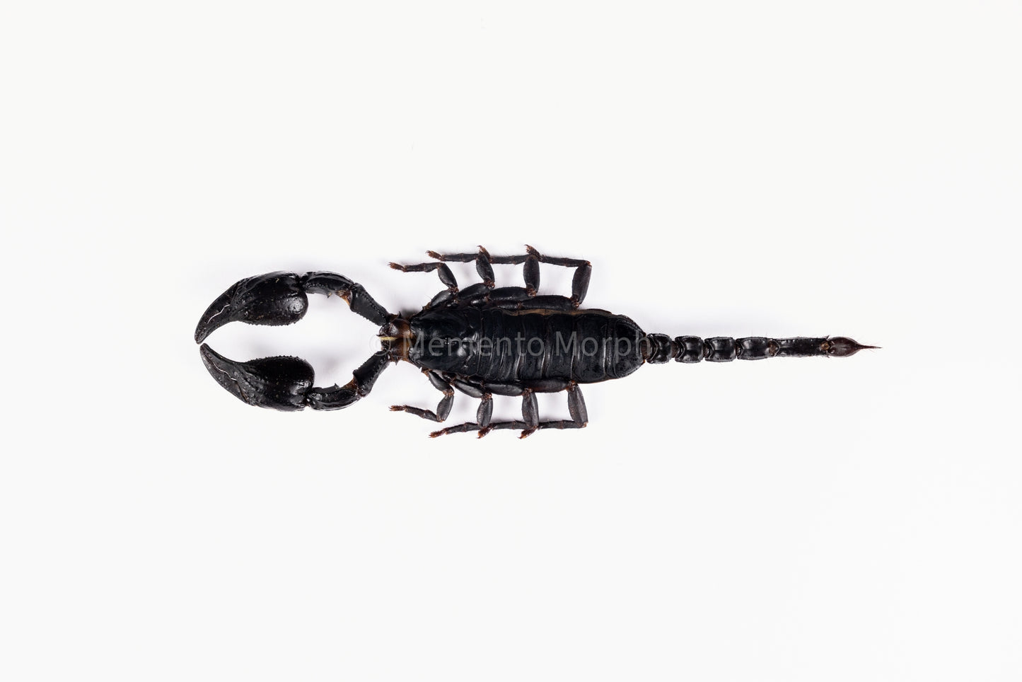 Heterometrus Laoticus (Preserved)