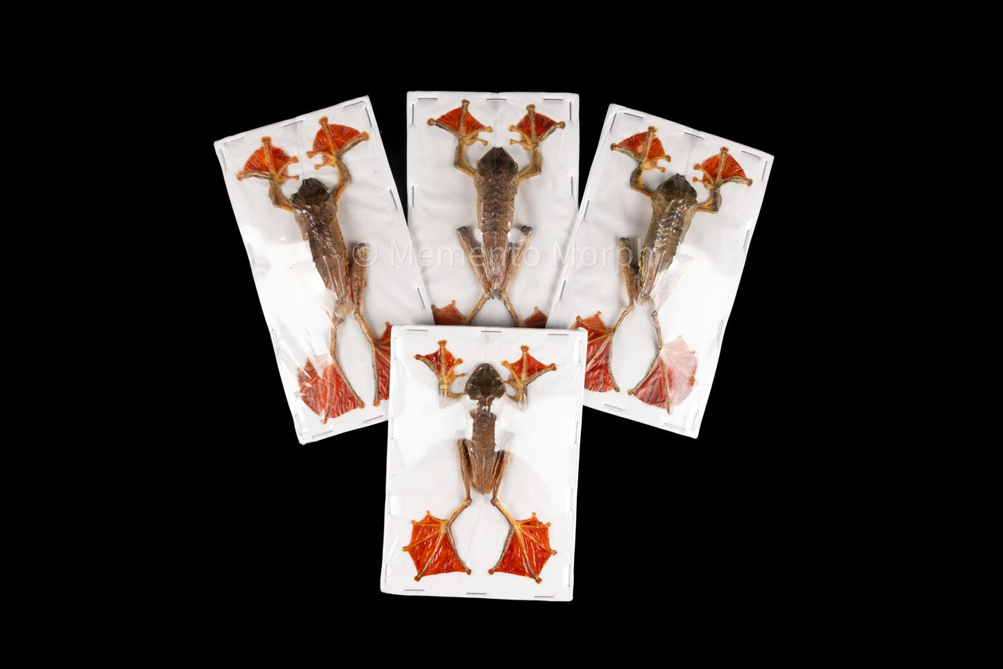 Rhacophorus Pardalis (Preserved)