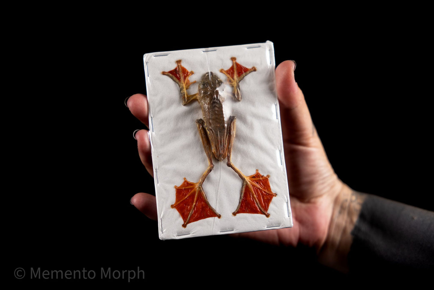 Rhacophorus Pardalis (Preserved)