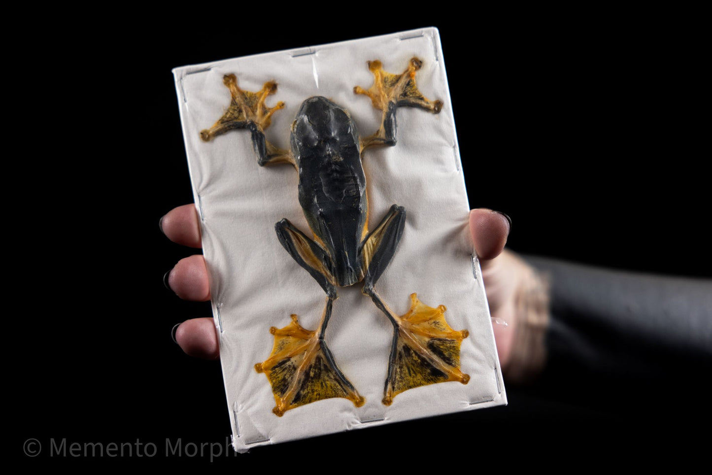 Rhacophorus Reinwardtii (Preserved)