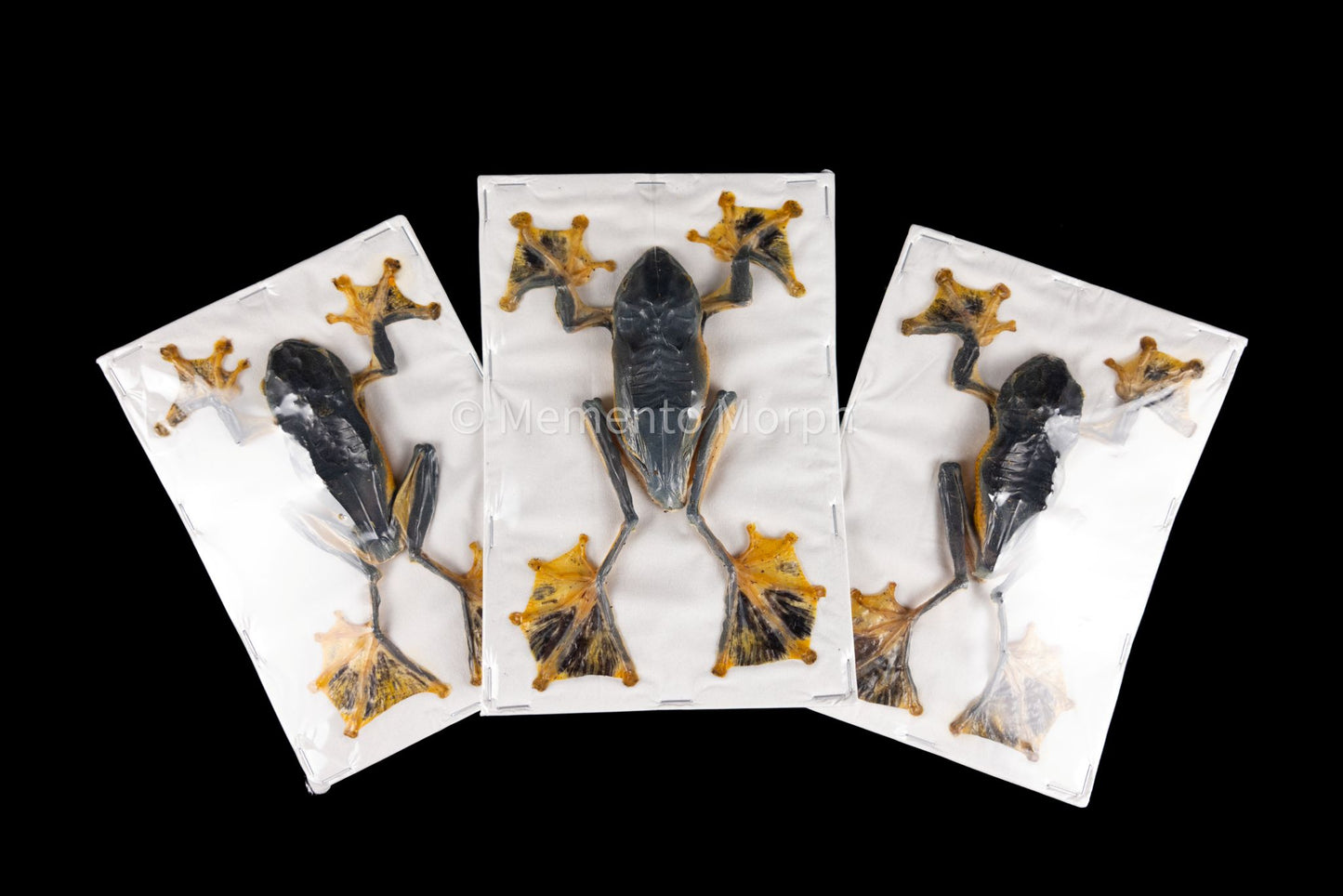 Rhacophorus Reinwardtii (Preserved)