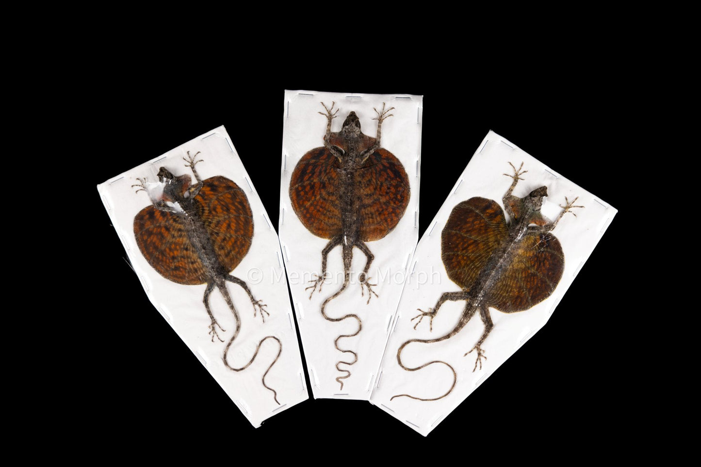 Red-bearded Flying Dragon (Preserved)