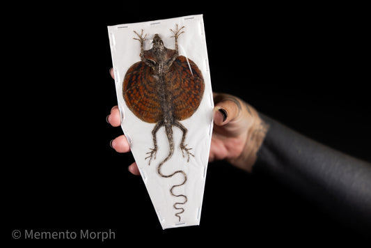 Red-bearded Flying Dragon (Preserved)