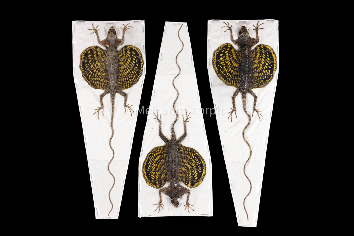 Yellow-bearded Flying Dragon (Preserved)