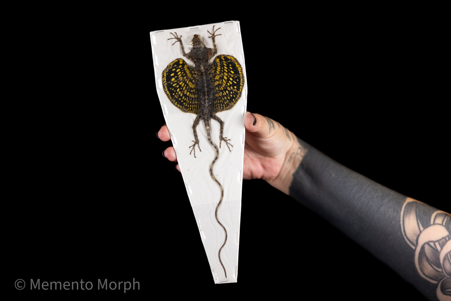 Yellow-bearded Flying Dragon (Preserved)