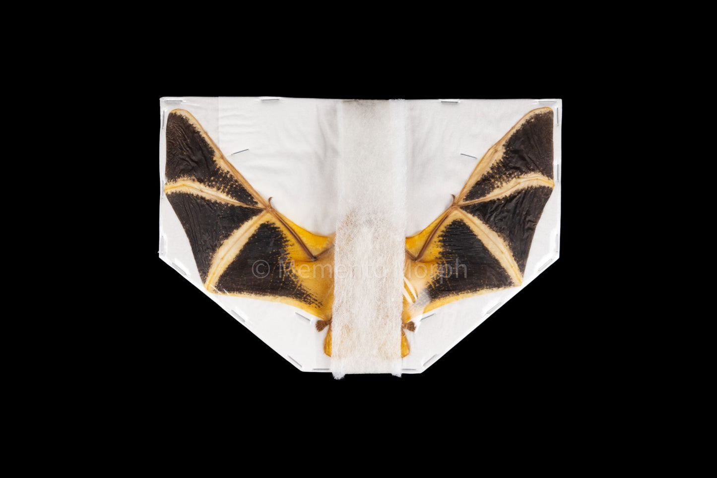 Kerivoula Picta (Preserved)