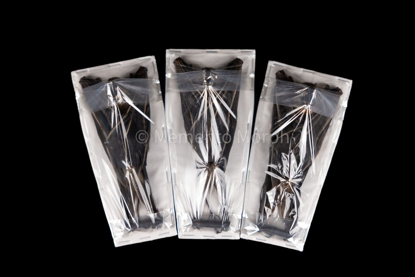 Cynopterus Brachyotis (Preserved)