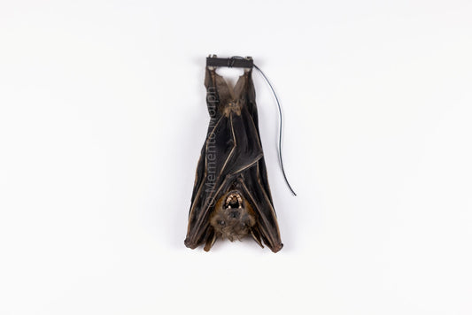 Cynopterus Brachyotis (Preserved)