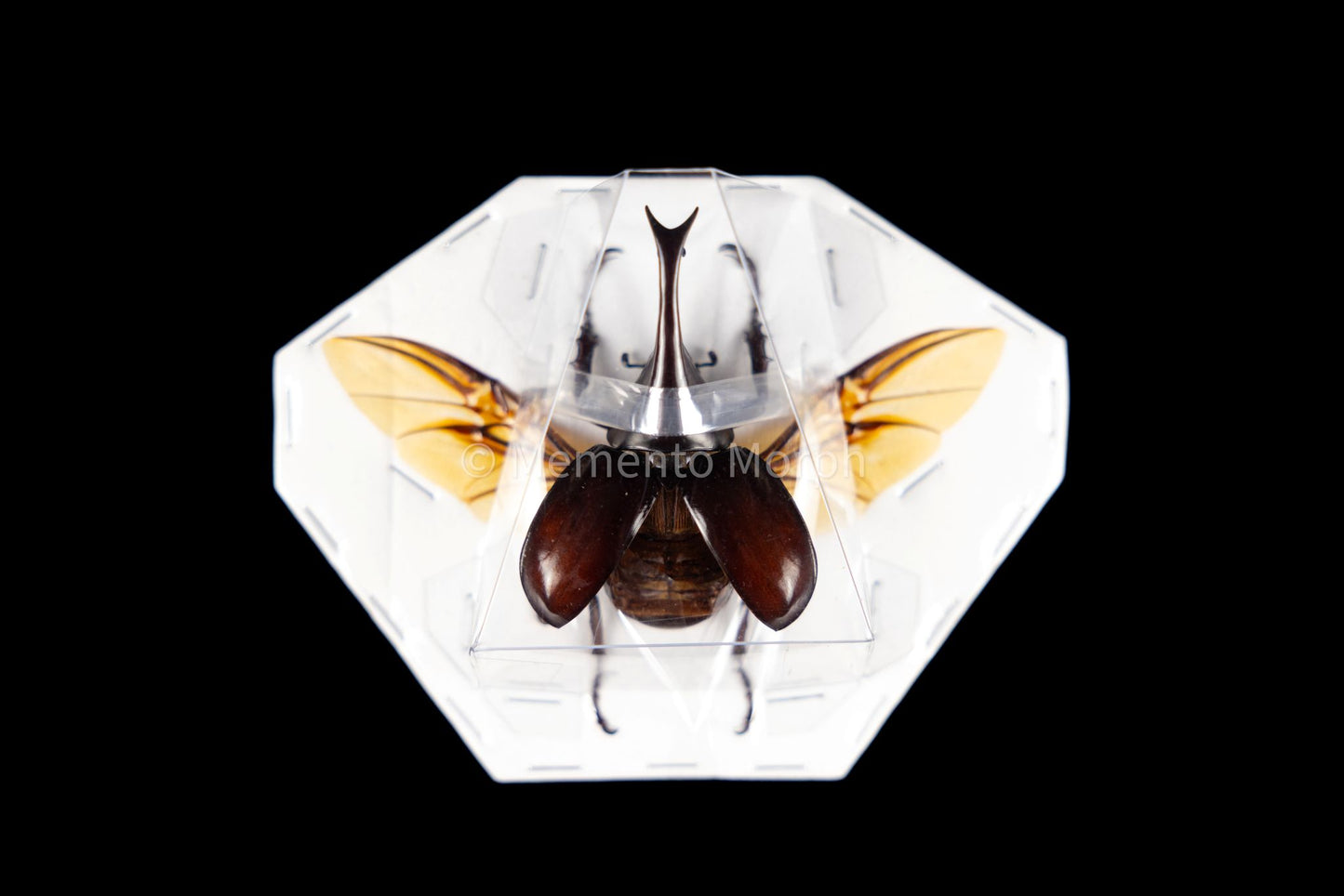 Xylotrupes Gideon (Spread)