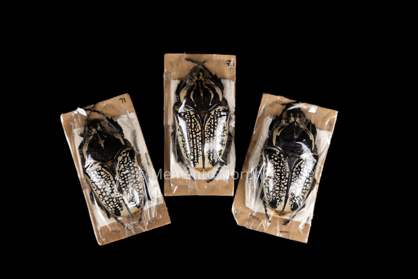 Goliathus Orientalis (Unmounted)