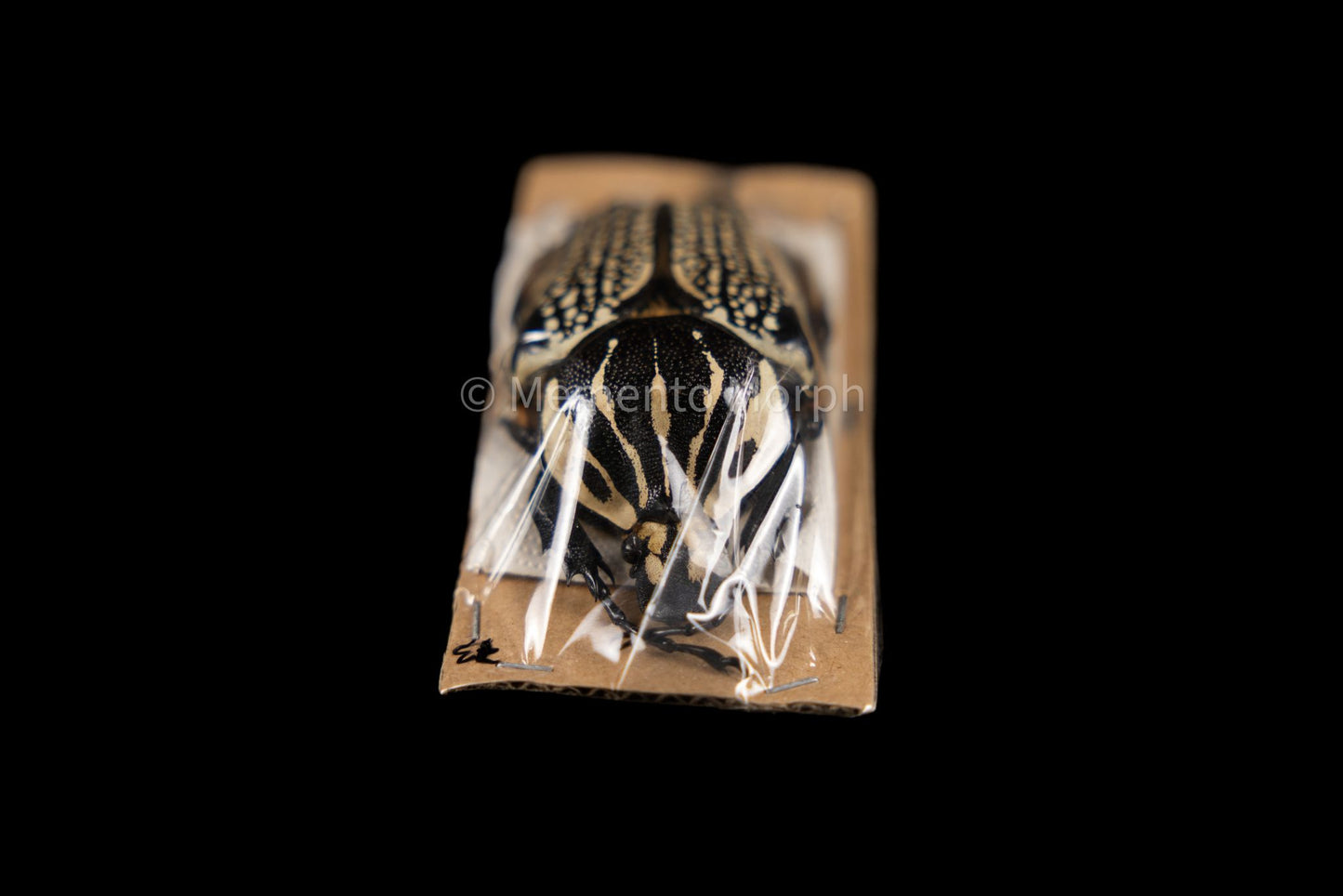 Goliathus Orientalis (Unmounted)