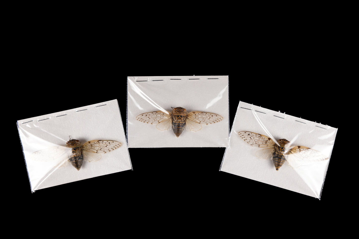 Yanga pulverea Cicada (Spread)