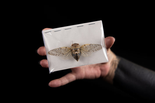 Yanga pulverea Cicada (Spread)