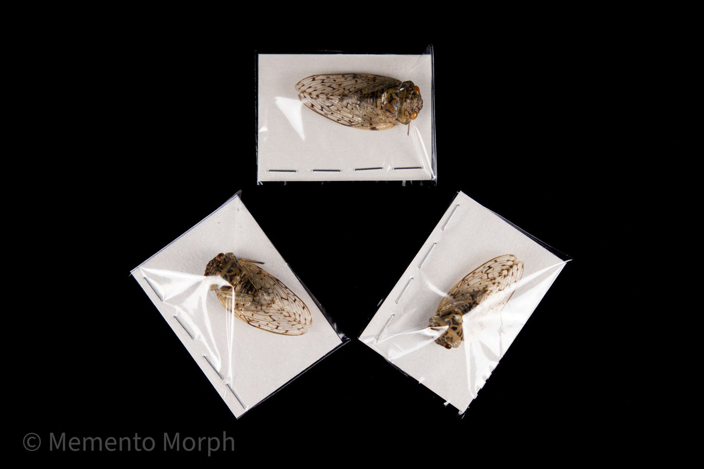 Yanga pulverea Cicada (Folded Wings)