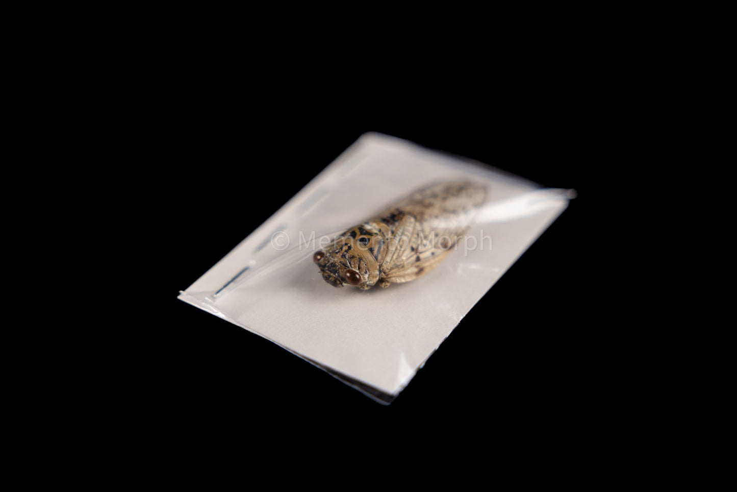 Yanga pulverea Cicada (Folded Wings)