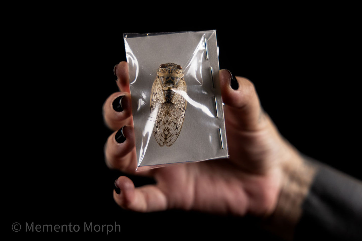 Yanga pulverea Cicada (Folded Wings)