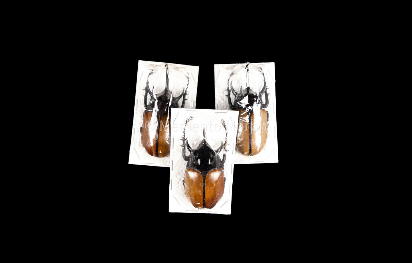 Eupatorus Gracillicornis (Unmounted)