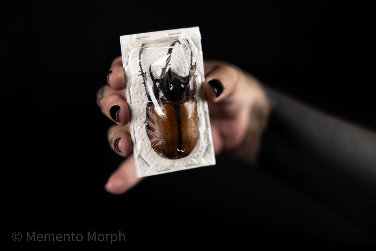 Eupatorus Gracillicornis (Unmounted)
