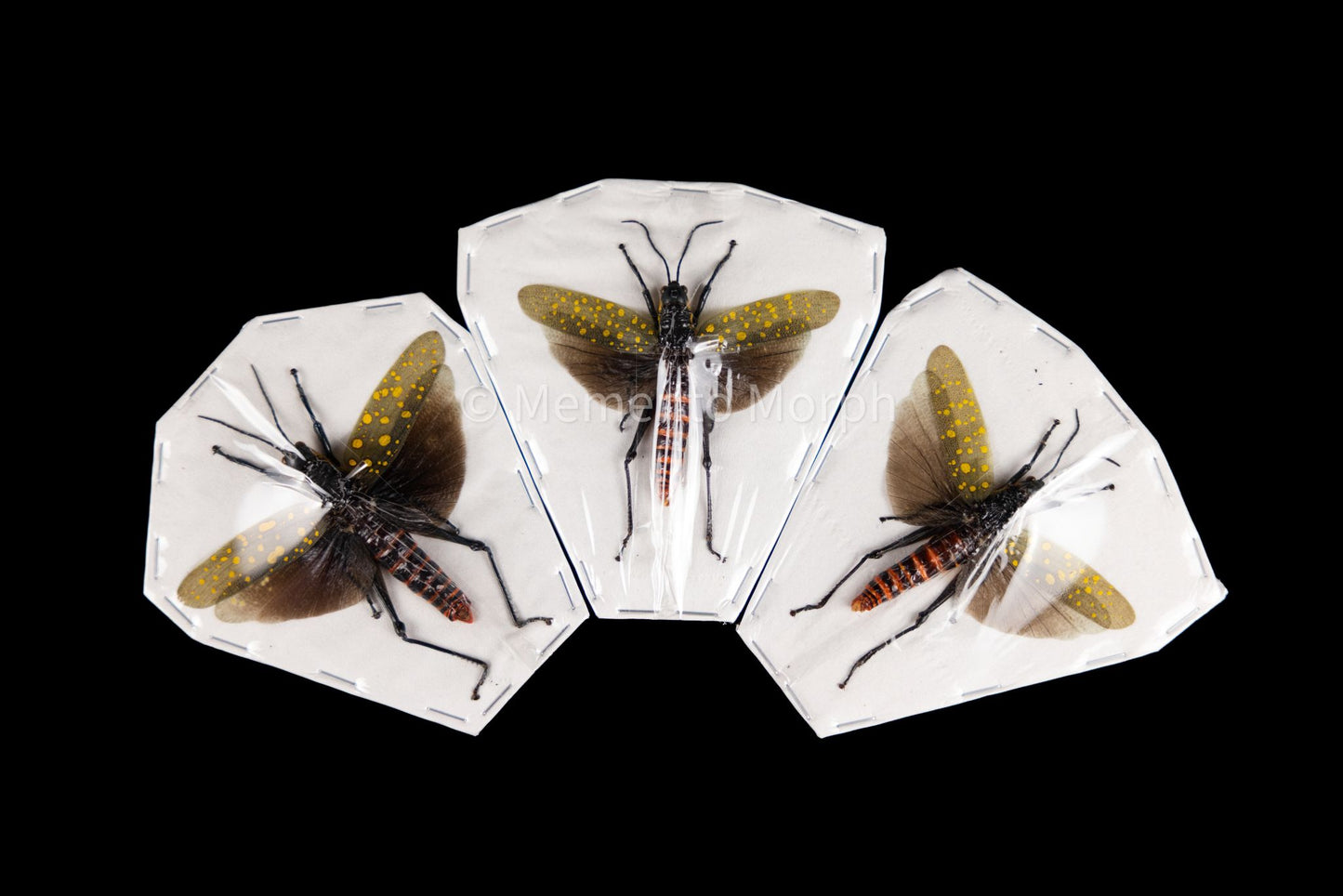 Aularches Punctatus (Spread)