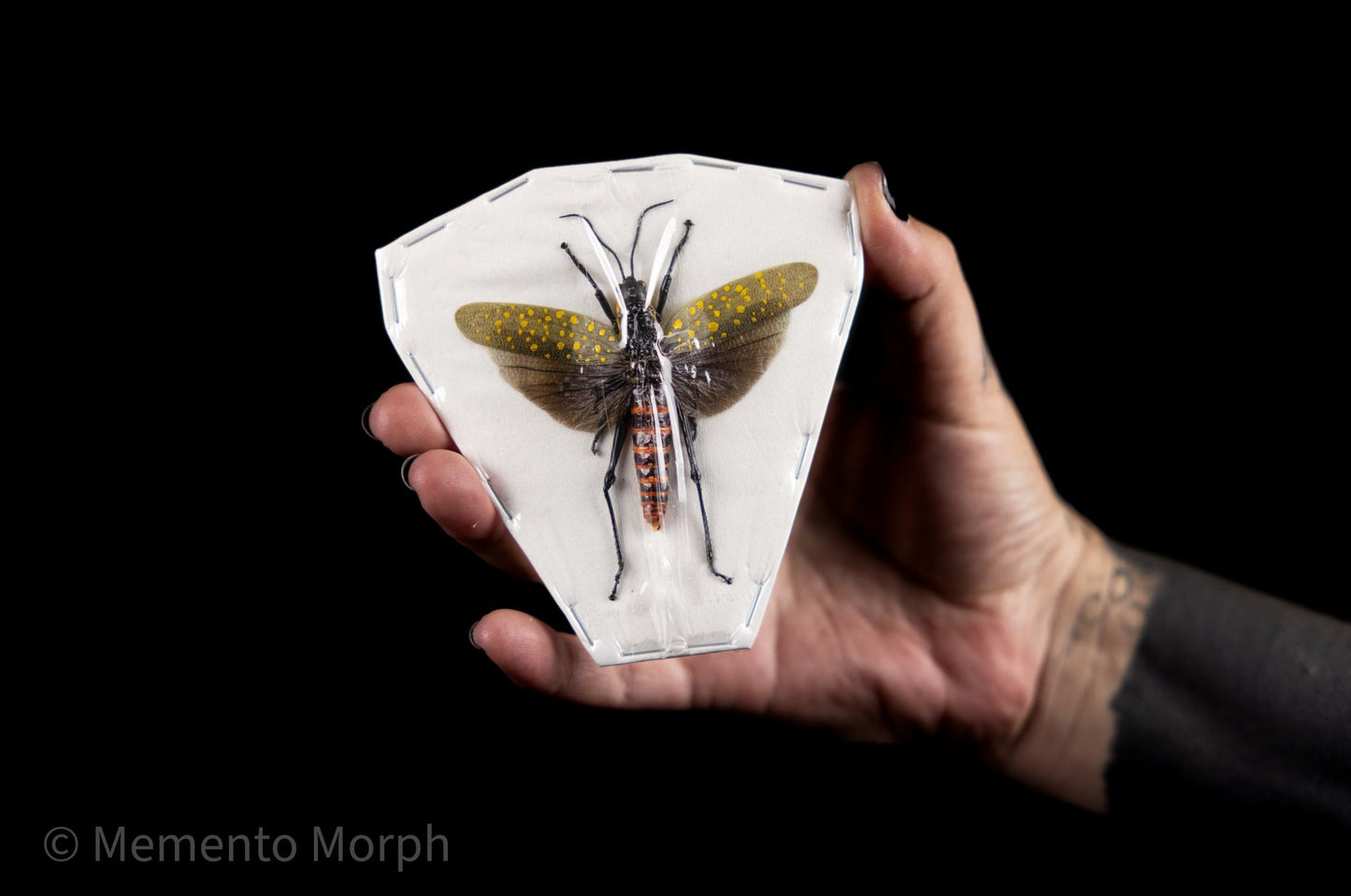 Aularches Punctatus (Spread)