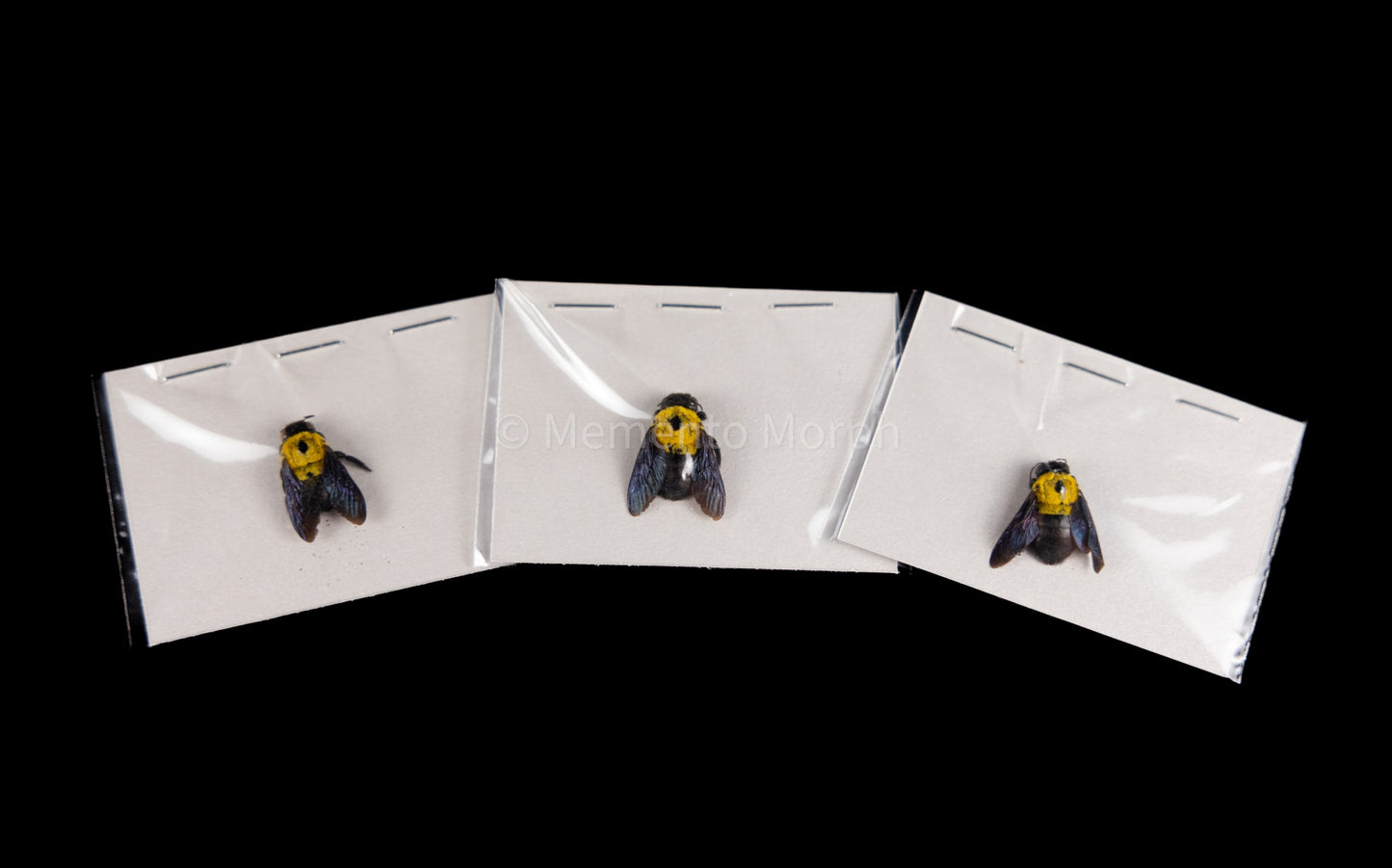 Xylocopa Calens (Unmounted)