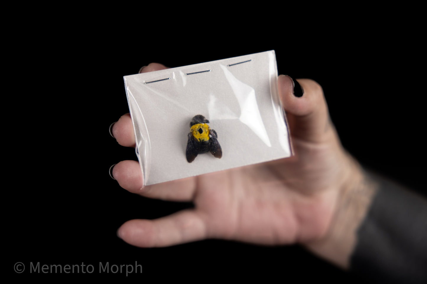 Xylocopa Calens (Unmounted)