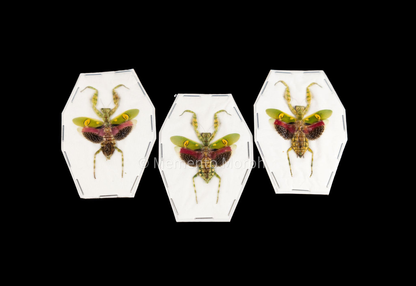 Creobroter Gemmatus (Spread)