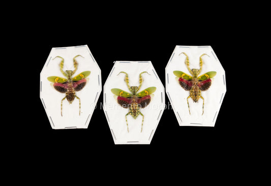 Creobroter Gemmatus (Spread)