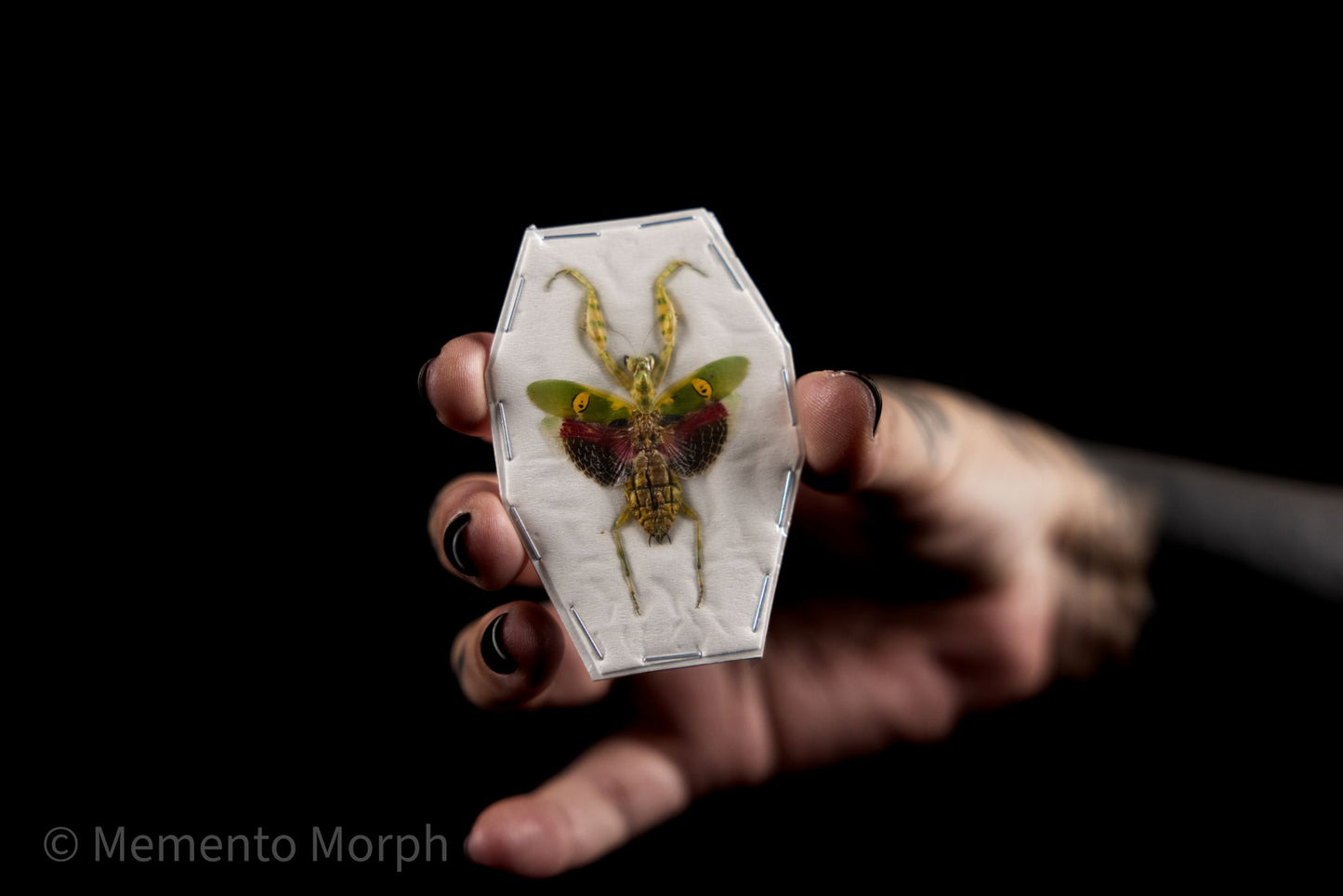 Creobroter Gemmatus (Spread)