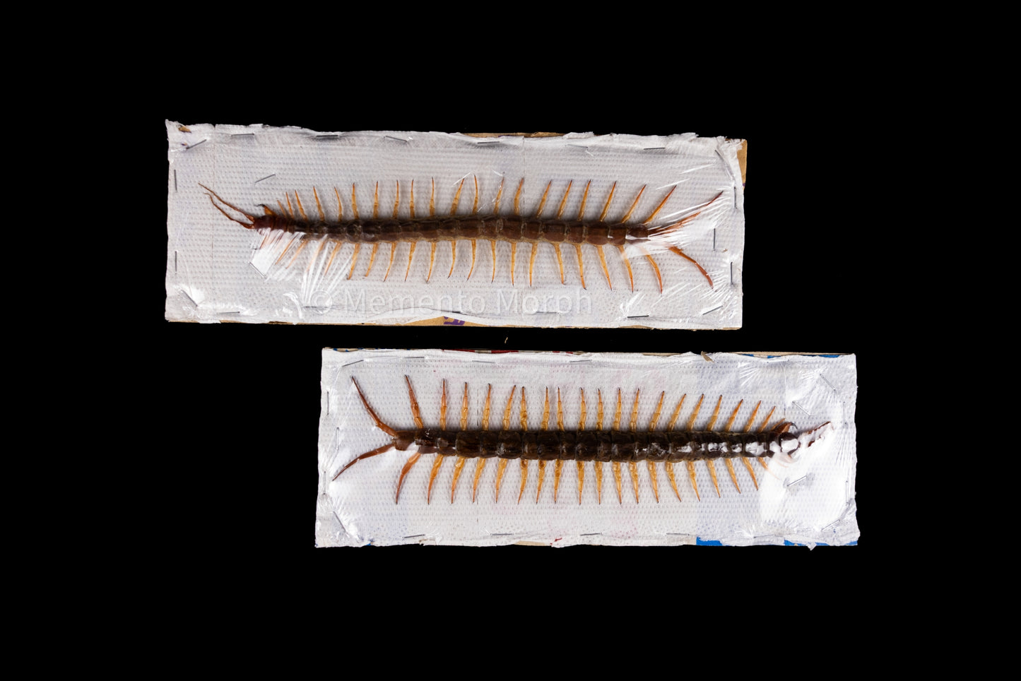 Scolopendra Centipede (Preserved)