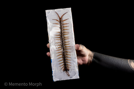 Scolopendra Centipede (Preserved)