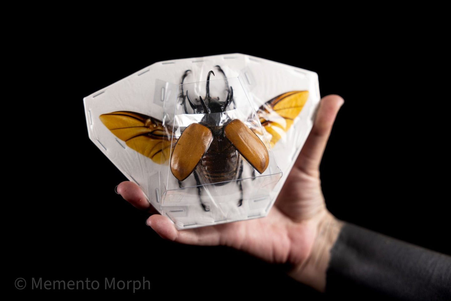 Eupatorus Gracillicornis (Spread)