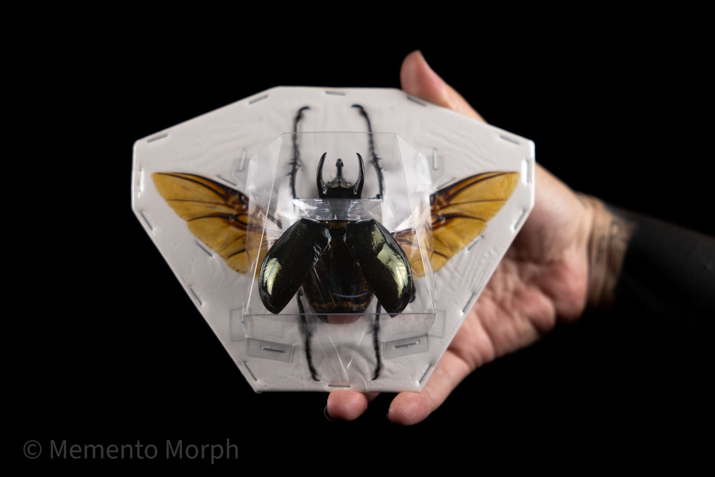 Chalcosoma Atlas (Spread)