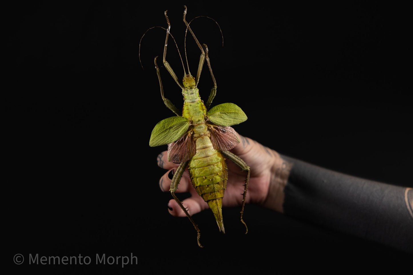 Heteropteryx Dilatata (Spread)
