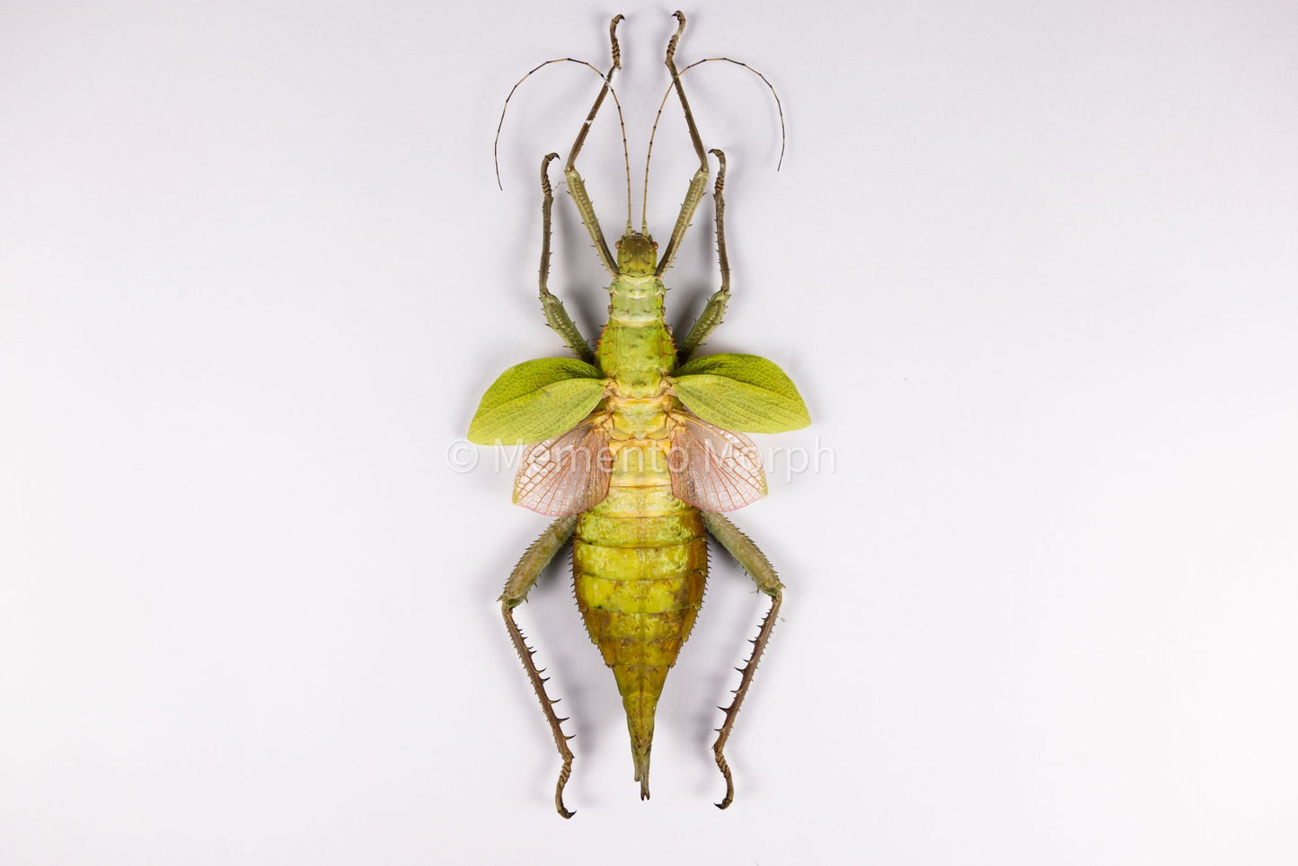 Heteropteryx Dilatata (Spread)