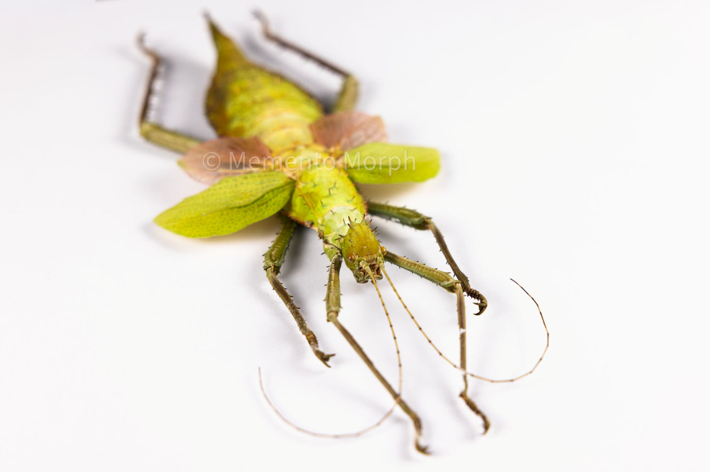 Heteropteryx Dilatata (Spread)